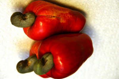 Cashew Fruit and Nuts (Anacardium occidentale)