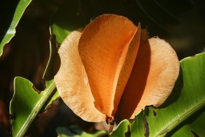 Quipo seed pod (Cavanillesia plantanifolia)