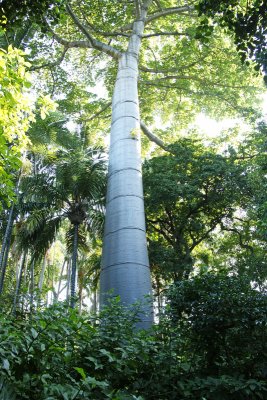 Quipo Tree (Cavanillesia plantanifolia)