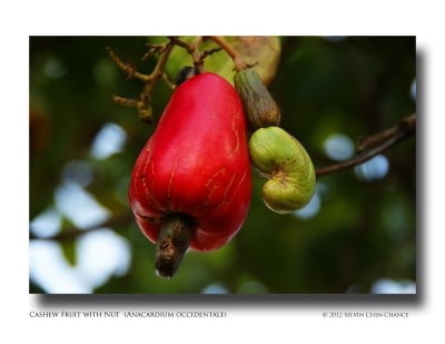 Cashew Fruit and Nut (Anacardium occidentale)