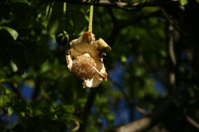 Baobob hanging flower