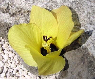Hau, (Hibiscus tiliaceus)