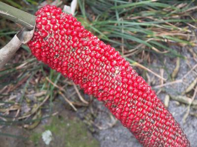 Red seed pod