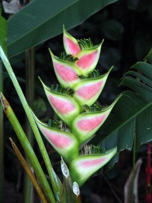 Pink Heliconia