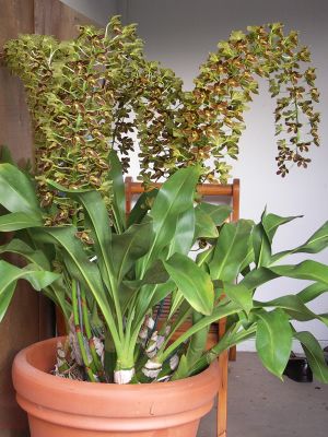 A shower of orchids (Grammatophyllum scriptum )