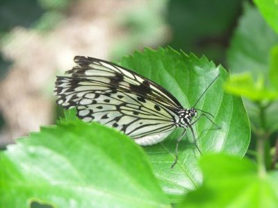 Butterfly, San Antonio Zoo