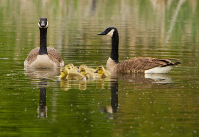 Canada Geese Family / Famille de Bernaches du Canada