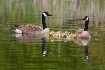 Canada Geese Family 2 / Famille de Bernaches du Canada 2