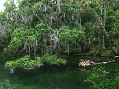 Florida spring