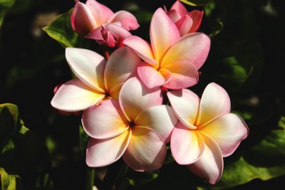 Plumeria