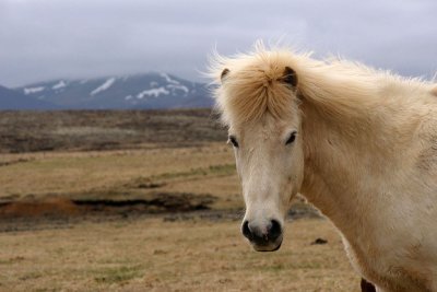 Iceland