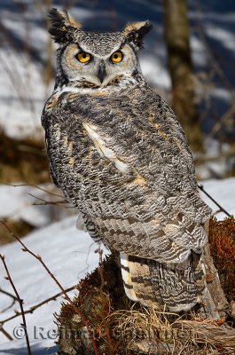 267 Great horned Owl 1.jpg