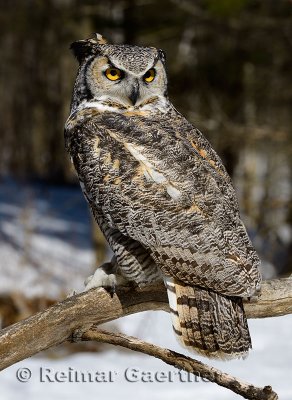 267 Great horned Owl 3.jpg