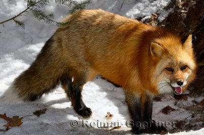 267 Red Fox 1.jpg