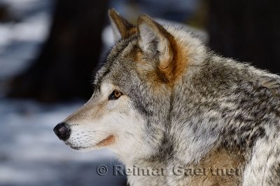 267 Wolf 2.jpg