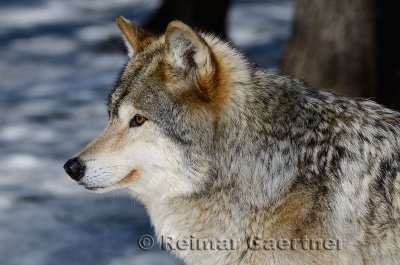 267 Wolf 9.jpg