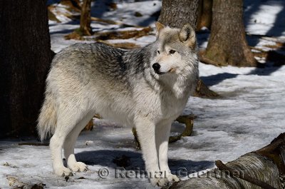 267 Wolf 11.jpg