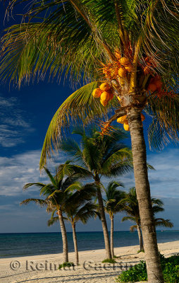 276 Palm trees 11.jpg