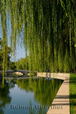 Fish jumping in south Canal of Kunming Lake with Willow trees at Summer Palace Beijing