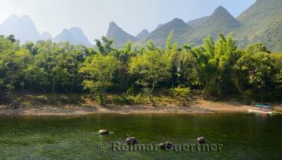 Grazing Water Buffalo in Li River Guangxi province China with karst limestone peaks