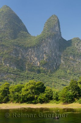 Water Buffalo and waterfowl in the Li river China with limestone cone karst mountain