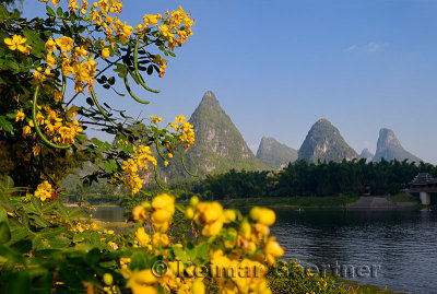 Chinese Senna yellow flowers and seed pods on the Li river with karst peaks at Yangshuo China