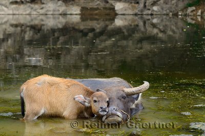 Asian water buffalo calf caressing mother in a pond of the Li river at Fuli near Yangshuo China