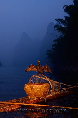 Great Cormorant on fish net and bamboo raft at dawn at Xingping Li river China