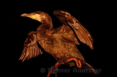 Great Cormorant perched on the lampstand of a bamboo raft at night on the Li river China