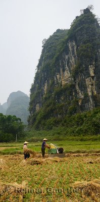 Man and woman harvesting rice with karst limestone peaks near Yangshuo China