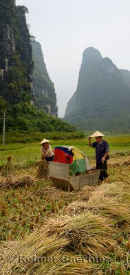 Husband and wife harvesting rice with karst limestone peaks near Yangshuo China
