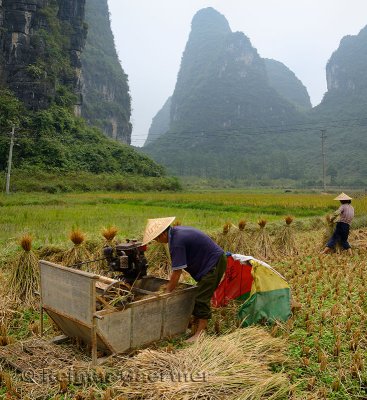 Farmers bundling straw and harvesting rice with karst limestone peaks near Yangshuo China
