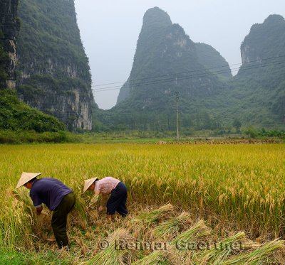 Husband and wife hand sickling rice with karst limestone peaks near Yangshuo China