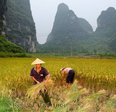 Husband and wife hand sickling and stacking rice with karst limestone peaks near Yangshuo China