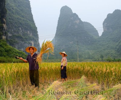 Farmer showing hand sickle and bundle of rice stalks with karst limestone peaks near Yangshuo China