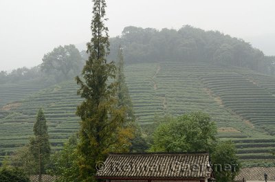 Tea bushes on Fenghuang Hill at Dragon Well Longjing tea plantation China