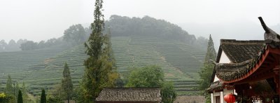 Mei Jia Wu tea plantation in the Lung Ching Dragon Well area of Hangzhou China