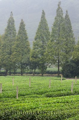 Green rows of tea bushes and trees at Mei Jia Wu tea plantation in the Dragon Well area of Hangzhou China