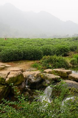 Misty hills and stream at the West Lake Xi Hu plantation in Hangzhou China