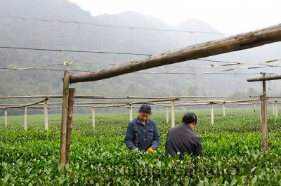 Female workers picking tea leaves at the West Lake Xi Hu plantation in Hangzhou China