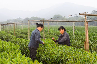 Female workers picking tea leaves at the West Lake plantation in Hangzhou China