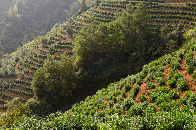 Tea bushes on steep slopes of a plantation near Feng Le Lake scenic area Huangshan China