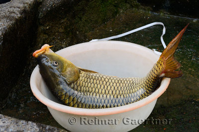 Fresh caught live carp fish in Shangshe village on Fengle Lake Huangshan China