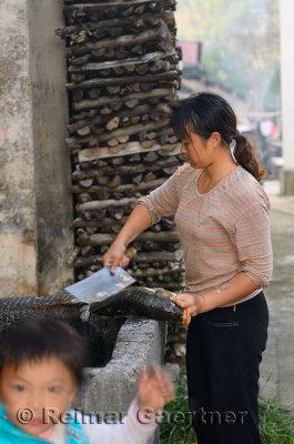 Mother with son scaling a freshly harvested fish in Shangshe village on Fengle Lake Huangshan China