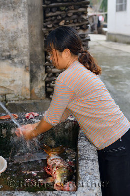 Woman washing after scaling and cleaning a freshly harvested fish in Shangshe village on Fengle Lake Huangshan China