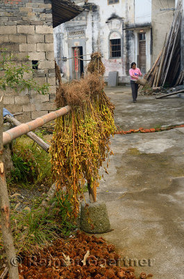 Soybeans and Rambutan drying on street of Shangshe village on Fengle lake Huangshan China