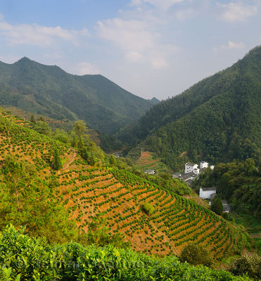 Hillside tea plantation at Yikengcun village near Feng Le Reservoir Huangshan China