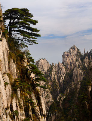 Pine trees on Beginning to Believe Peak with Stalagmite Gang at Yellow Mountain Huangshan China