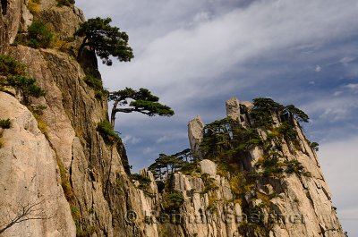 Pine trees growing on rock of Beginning to Believe Peak at Yellow Mountain Huangshan China