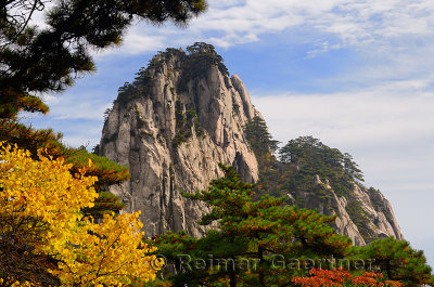 Pine trees and yellow Fall leaves at Fairy Maiden Peak on Huangshan Mountain China